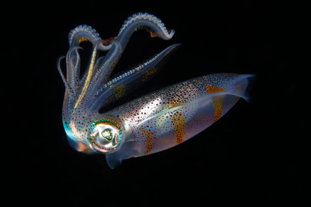 Little Squid underwater at night Small reef squid swimming and hunting in the night sea life isolated stock pictures, royalty-free photos & images