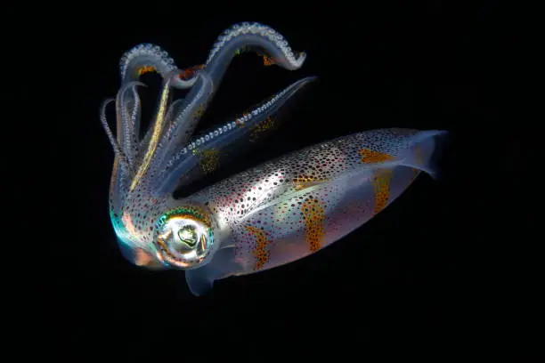 Small reef squid swimming and hunting in the night
