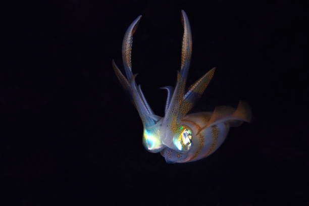 istock Little Squid underwater at night 1394380739