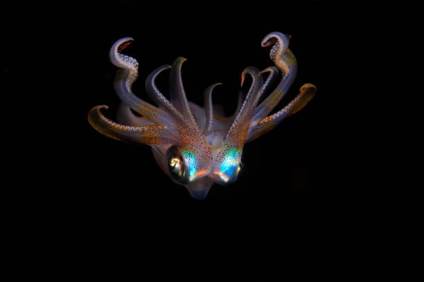 Little Squid underwater at night Small reef squid swimming and hunting in the night loligo stock pictures, royalty-free photos & images