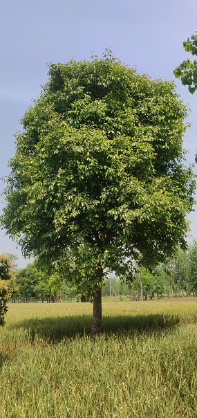 Jamun green tree