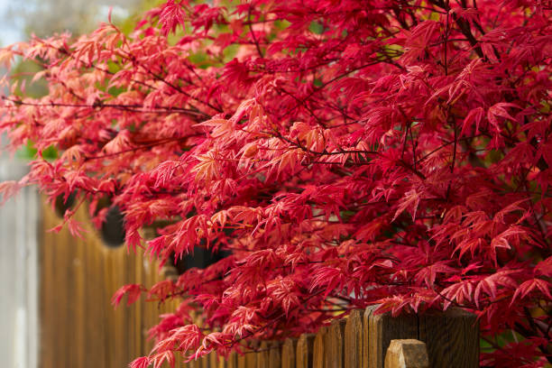 schöne blätter des roten japanischen ahorns oder acer japonicum - nature environmental conservation red japanese maple stock-fotos und bilder