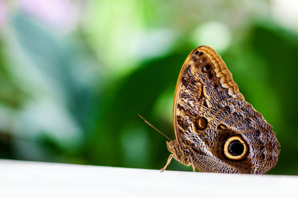 istock Owl butterfly - Caligo atreus. Close-up 1394385509