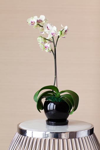 Still life image of orchid in elegant apartment hotel