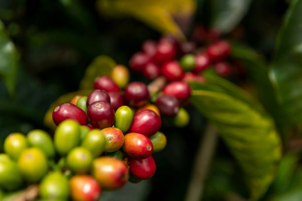 istock Red and green coffee cherries growing on a arabica coffee tree. 1394386113