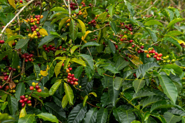 istock Raw red coffee beans on tree branch in a Panama farm. 1394386207