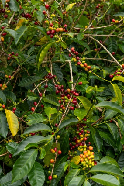 istock Raw red coffee beans on tree branch in a Panama farm. 1394386223