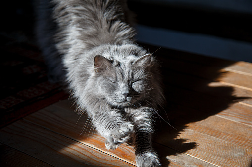 Gray furry cat Nebelung stretching on hardwood floor at home with eyes closed, domestic purebred cat