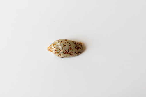 ocean seashell on a white isolated background