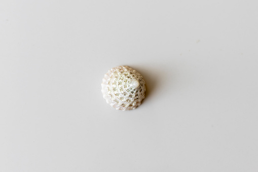 Rare and beautiful seashell on white background