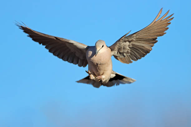 istock A Cape turtle dove (Streptopelia capicola) in flight with open wings, South Africa 1394388496