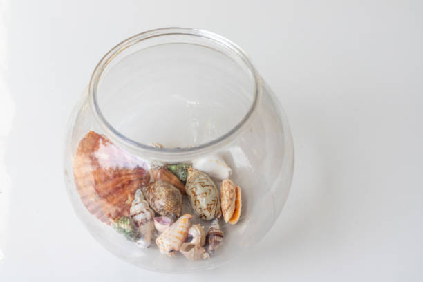 istock Sea shells in a transparent jar 1394388527