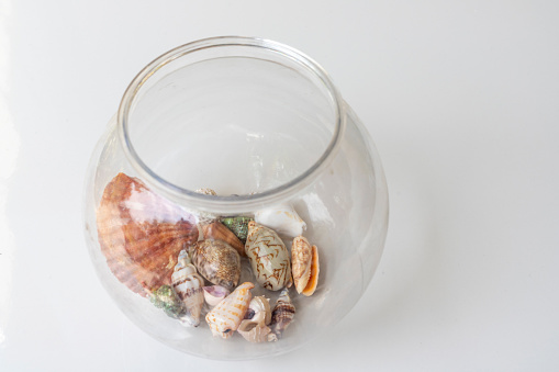 Sea shells in a transparent jar