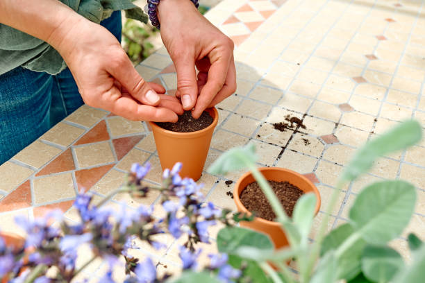 Woman sowing medicinal or aromatic herbs in clay pot on balcony. Home planting and food growing. Sustainable lifestyle. Taking care of plants, growing herbs and flowers in small garden in apartment. mujer sembrando hierbas medicinales o aromáticas en una olla de barro en el balcón. siembra casera y cultivo de alimentos. estilo de vida sostenible. cuidando las plantas, cultivando hierbas y flores en un pequeño jardín en el apartamento.