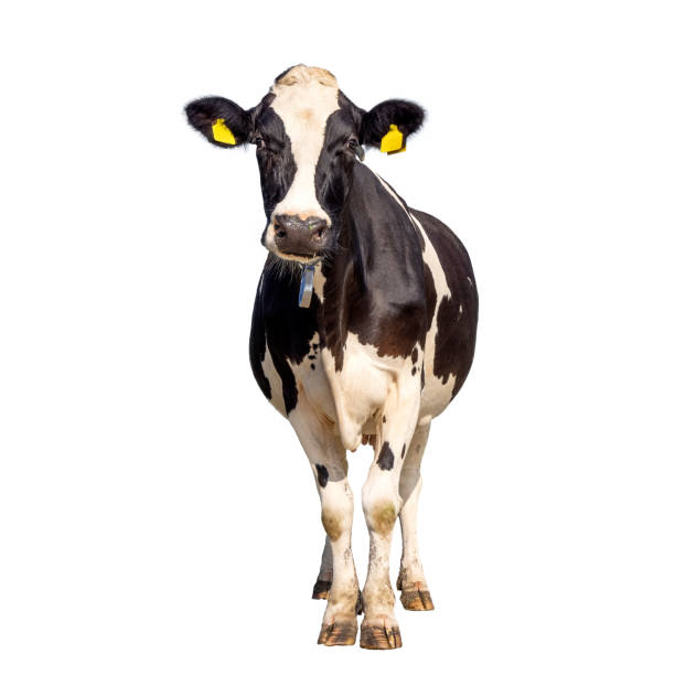 istock Cow isolated on white, standing upright black and white, full length and front view and copy space 1394390329