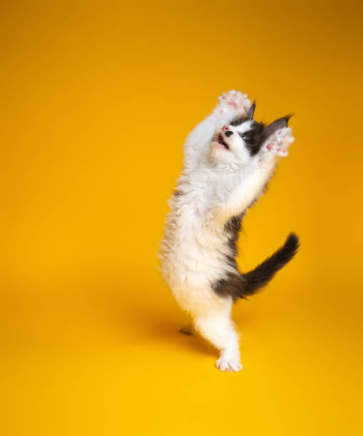 istock cute kitten playing rearing up standing on hind legs on yellow background 1394390479