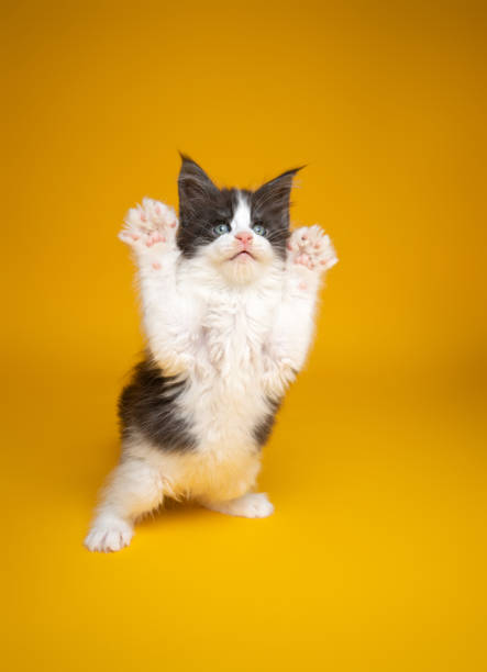 istock cute kitten playing rearing up standing on hind legs on yellow background 1394390583