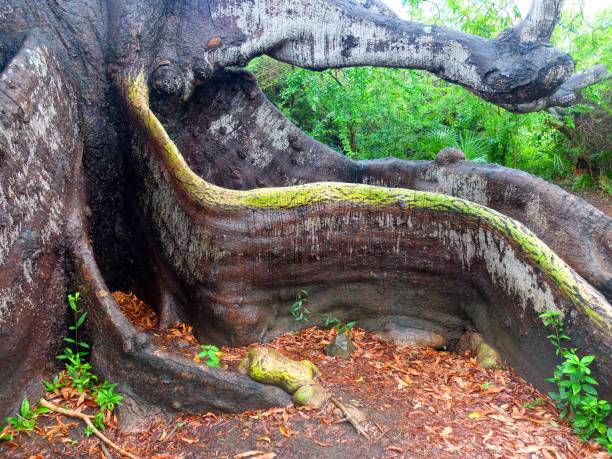 Gnarled and knuckled old tree