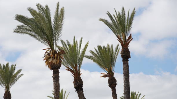 istock Phoenix dactylifera date or date palm tree plantation 1394395260