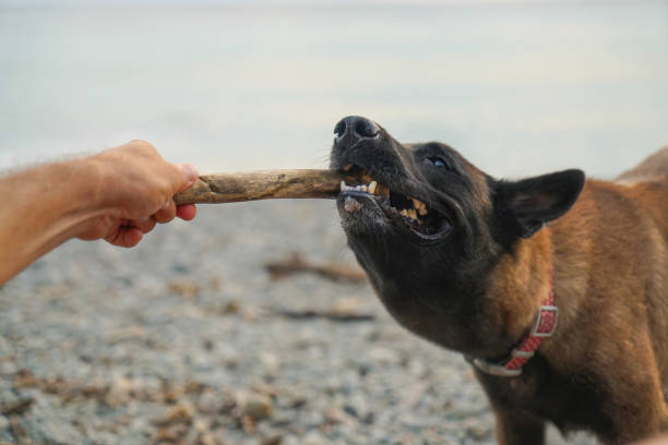 istock Man taking a stick from a dog outdoors 1394396336
