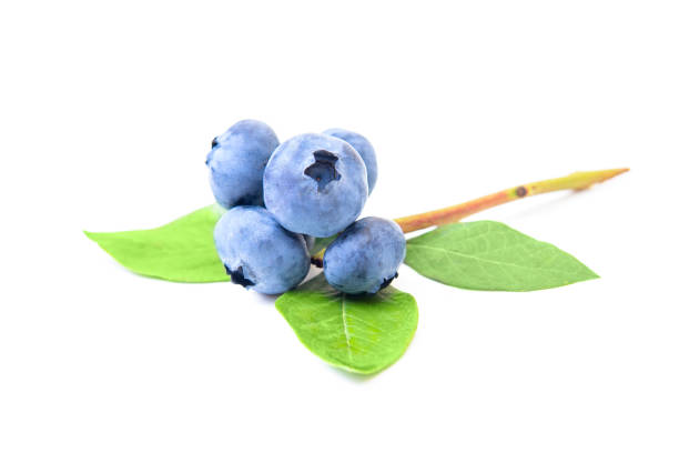 istock Blueberry cluster with twig and leave on white 1394396681