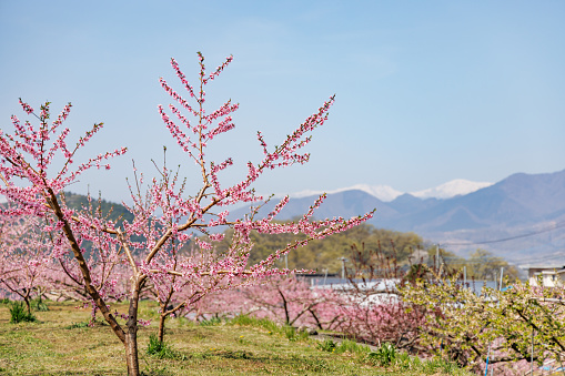 A landscape of peach blossoms in full bloom, Fuefuki City, Yamanashi Prefecture