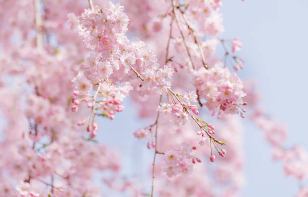istock Cherry blossoms in full bloom with beautiful pink petals 1394396837