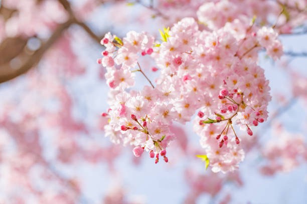 istock Cherry blossoms in full bloom with beautiful pink petals 1394396906