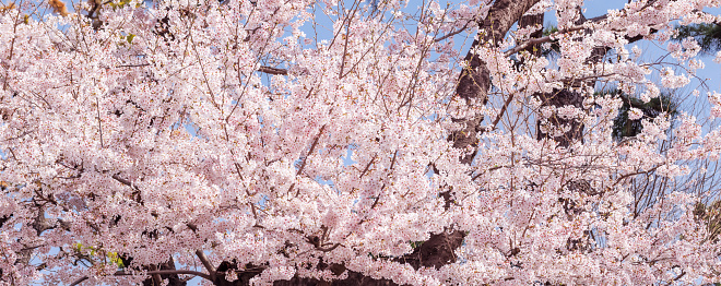 Cherry blossoms in full bloom with beautiful pink petals