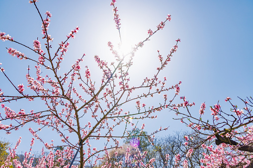 A landscape of peach blossoms in full bloom, Fuefuki City, Yamanashi Prefecture