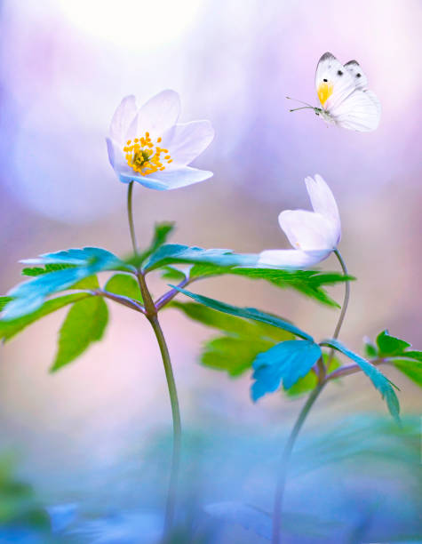 istock Amazing elegant artistic image nature in spring. 1394397046