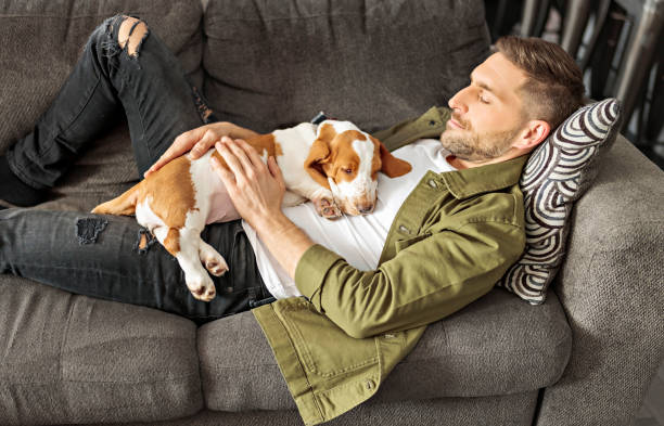 istock Man Playing With basset Pet Dog At Home sofa. 1394397671