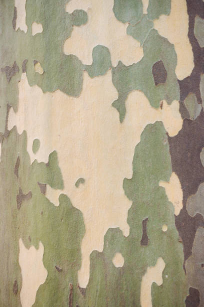Platanus sycamore green camouflage bark background texture