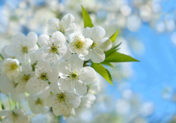 Cherry blossom branch against the sky A flowering branch of cherry against the sky, on a sunny day. White flowers. Young foxes. Spring flowering of trees. High quality photo flowering plum stock pictures, royalty-free photos & images