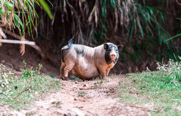 Free-range pig in a field stock photo