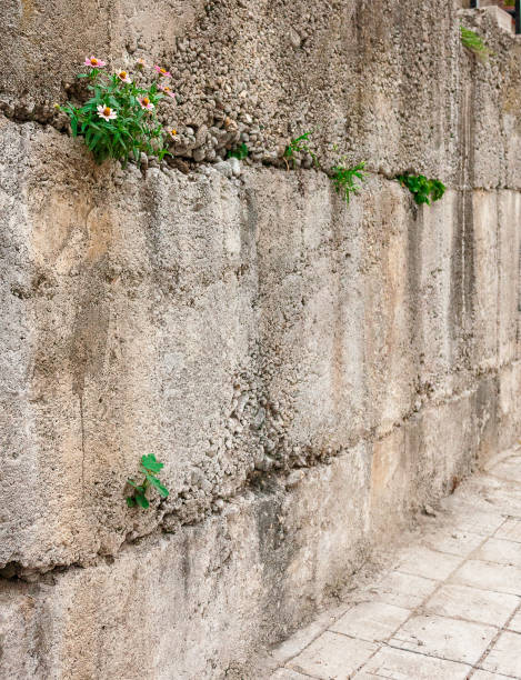 istock Erigeron growing on a concrete wall. 1394400134