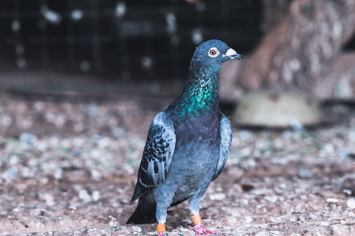 full of homing pigeon bird isolate white background