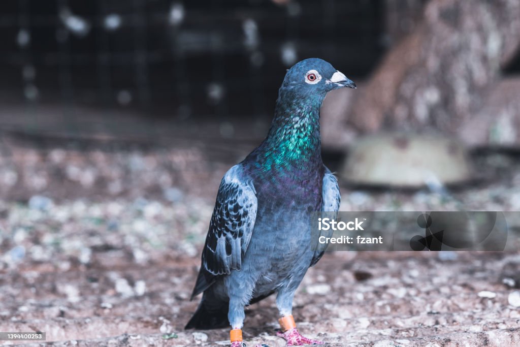 Pigeon Pecking Stock Photo