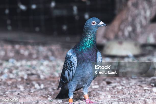 Pigeon Stock Photo - Download Image Now - Pecking, Pigeon, Animal