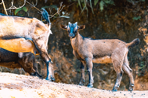 Goats and sheep together, a sheep dark