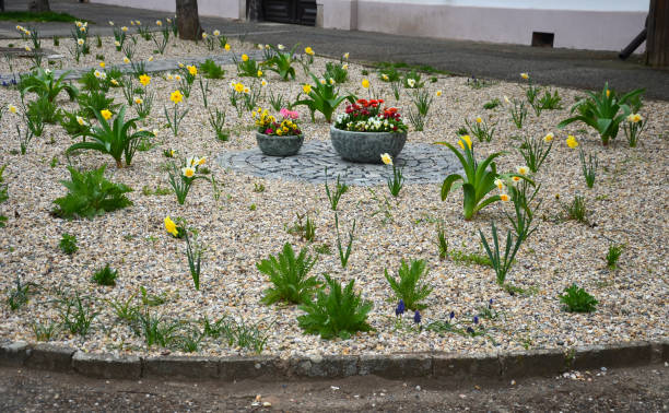 istock flower beds an street with cobbled sidewalks stone cobblestone mosaic. spring bulbs bloom in front of perennials in a gravel bed. round pots with blooming yellow and red flowerpots 1394400358