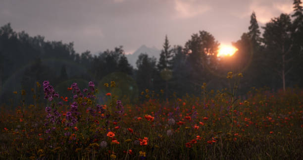 wildflowers in mountain meadow at sunset - oriental poppy poppy close up purple imagens e fotografias de stock