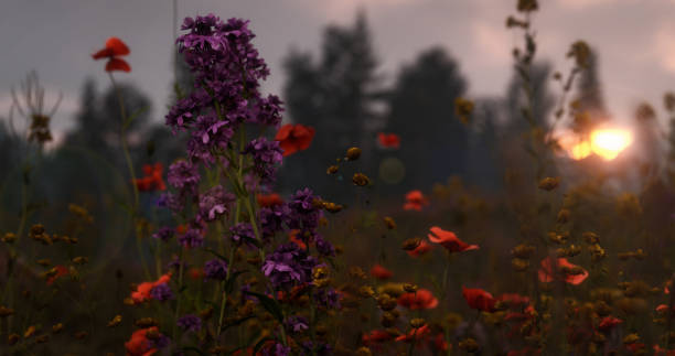istock Wildflowers in Mountain Meadow at Sunset 1394400490