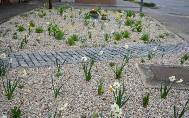 flower beds an street with cobbled sidewalks stone cobblestone mosaic. spring bulbs bloom in front of perennials in a gravel bed. round pots with blooming yellow and red flowerpots