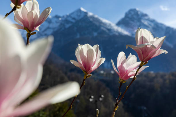 Russia. Sochi. Rosa Khutor ski resort on Krasnaya Polyana.