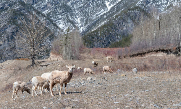 istock Rocky Mountain Sheep near Exshaw, Alberta 1394401626