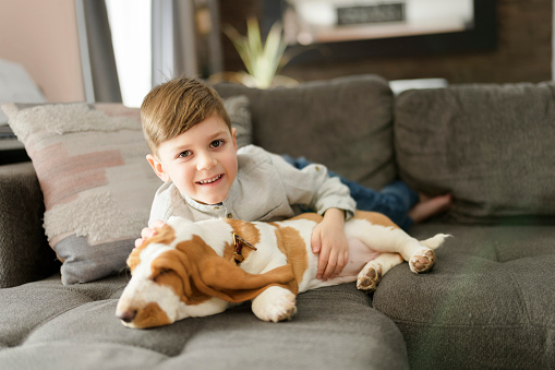 A Happy kid in living room at home with Basset dog