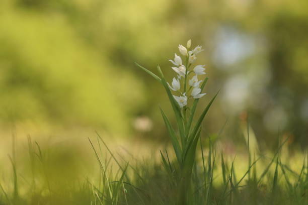 una flor de orquídea - long leaved helleborine fotografías e imágenes de stock