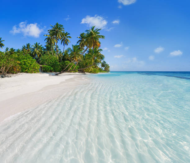 Beach with palm trees and crystal clear water. Idyllic tropical island in summer. stock photo