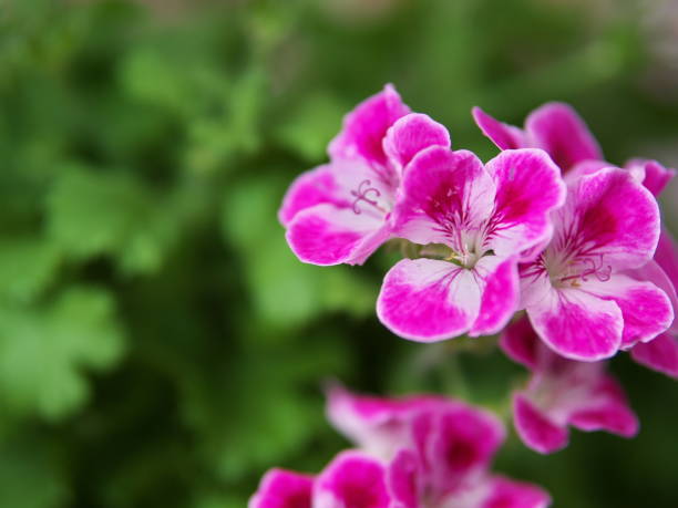 istock close-up of bright pink dianthus 1394402811